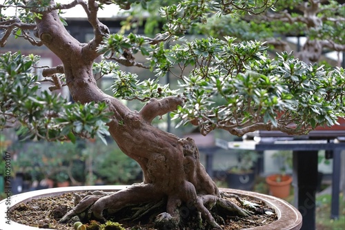 bonzaï trees closeup in Vincennes garden ,botanical exhibition