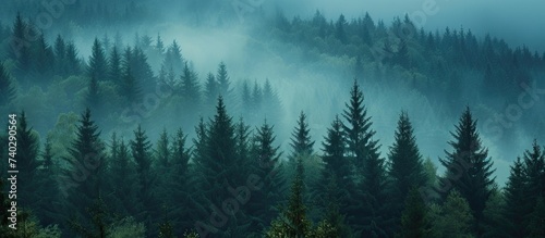 A photo of a foggy forest in Bohemian Sumava National Park, Czech Republic, filled with numerous trees on a misty morning.