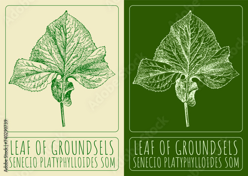 Vector drawings LEAF OF GROUNDSELS. Hand drawn illustration. Latin name SENECIO PLATYPHYLLOIDES SOM.