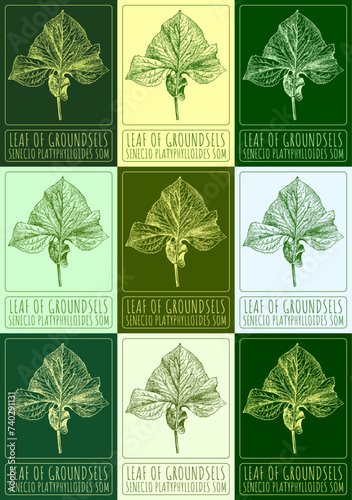 Set of vector drawings of LEAF OF GROUNDSELS in different colors. Hand drawn illustration. Latin name SENECIO PLATYPHYLLOIDES SOM.