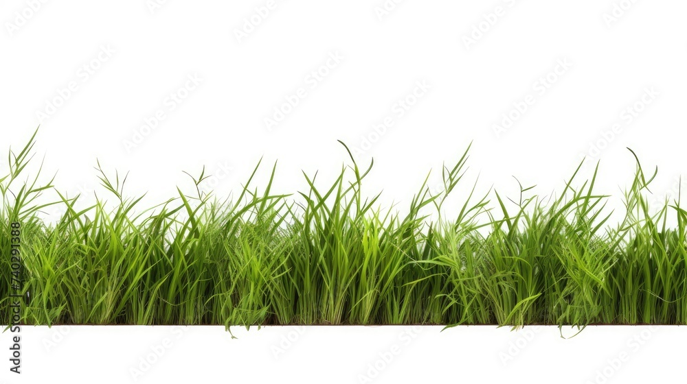Fototapeta premium Vibrant Green Grass Borders of Various Lengths and Textures on Clean White Background