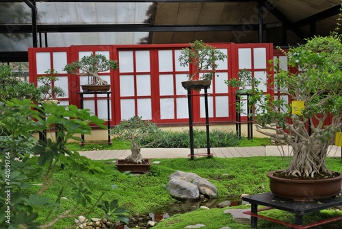 bonzaï trees collection in Vincennes garden ,botanical exhibition , japanese style interior