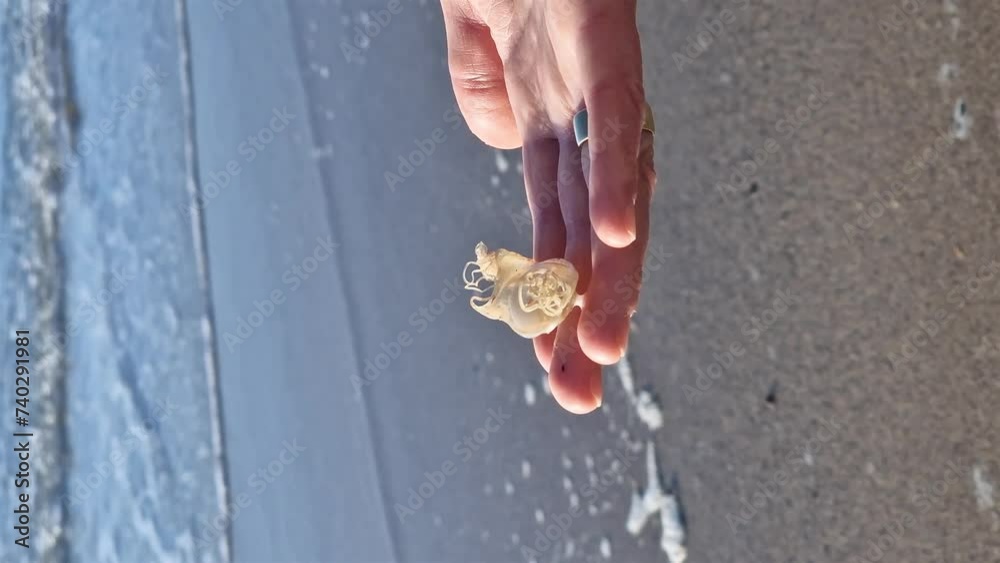 A spotted cat shark eggcase found on the west coast of Ireland A spotted cat shark eggcase found on the west coast of Ireland
