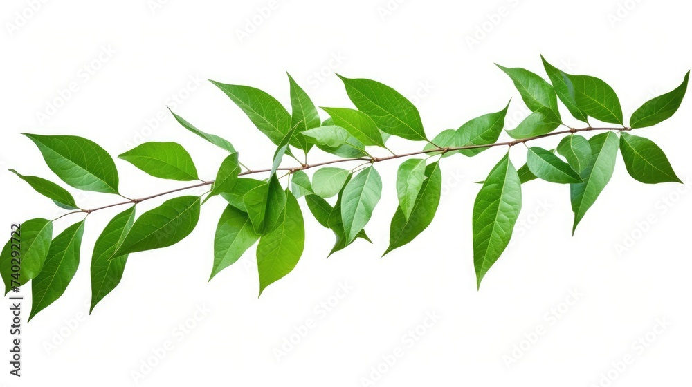 Beautiful Greenery: Close-up of Lush Tree Branch with Vibrant Leaves in Natural Setting