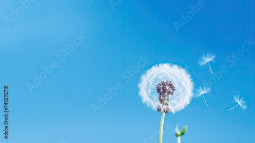 Macro Shot of Dandelion on Vibrant Blue Background