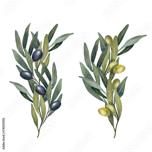 Watercolor olive tree leaves, branch, green and black olives fruit isolated on white background. Hand painted floral illustration for wedding stationary, greetings, wallpapers, print, fabric.