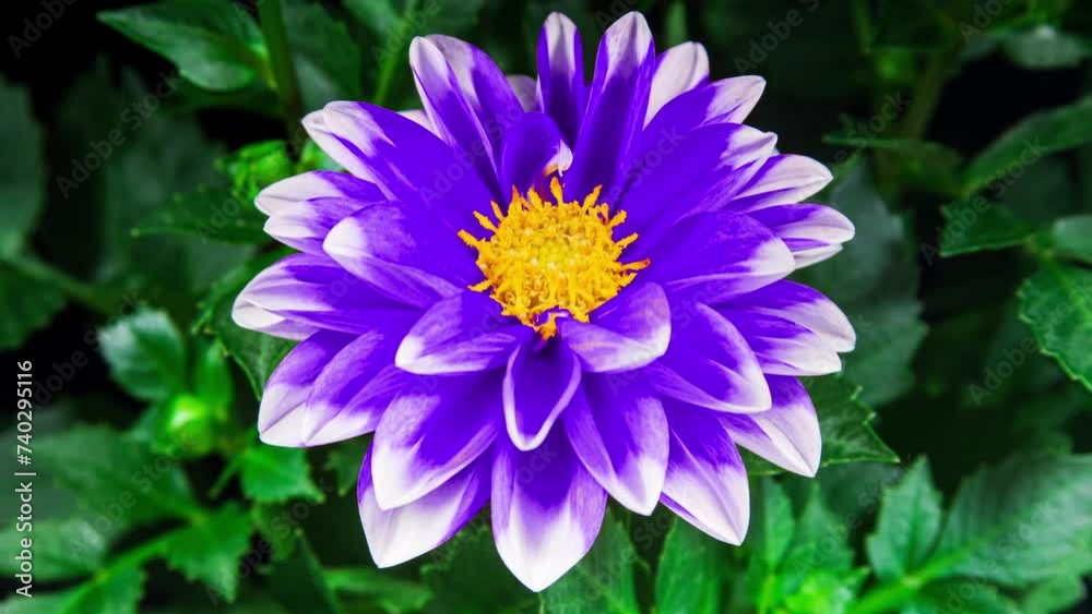 Multicolor Dahlia Open Flower in Time Lapse on a Leaves and Black Background. The Bud Opens and Blooms Into a Large Flower. Dahlia from Red, Green to Blue color in Timelapse Multicolor Dahlia Open Flower in Time Lapse on a Leaves and Black Background. The Bud Opens and Blooms Into a Large Flower. Dahlia from Red, Green to Blue color in Timelapse