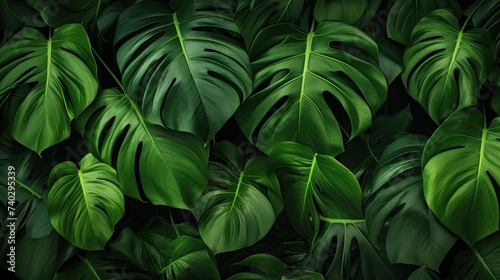 Lush Green Leaves Wallpaper Texture with Exotic Monstera and Palm for Tropical Vibe Design