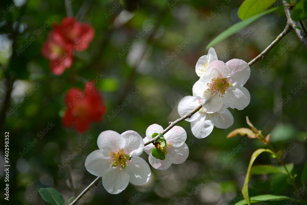 Obraz premium ボケの花