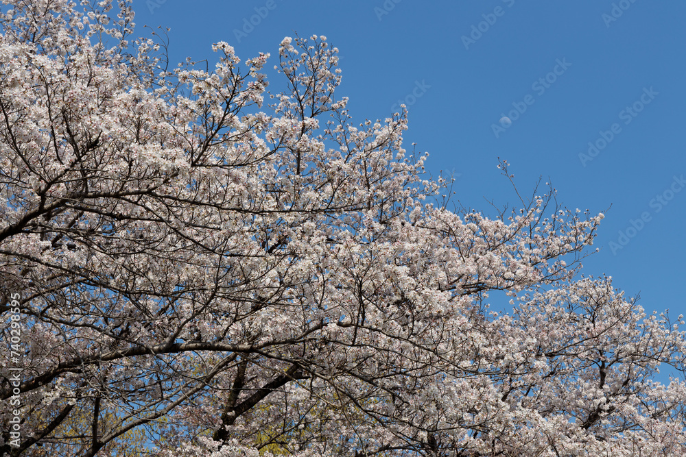 桜と青空