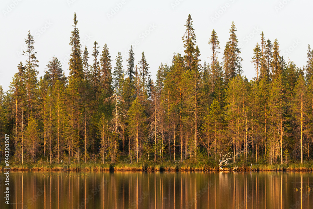 A Northern coniferous forest with reflection on the lake in a wetland near Kuusamo, Northern Finland