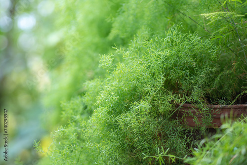 Foxtail asparagus fern plant in pot at home garden. Asparagus densiflorus growing in greenhouse. 