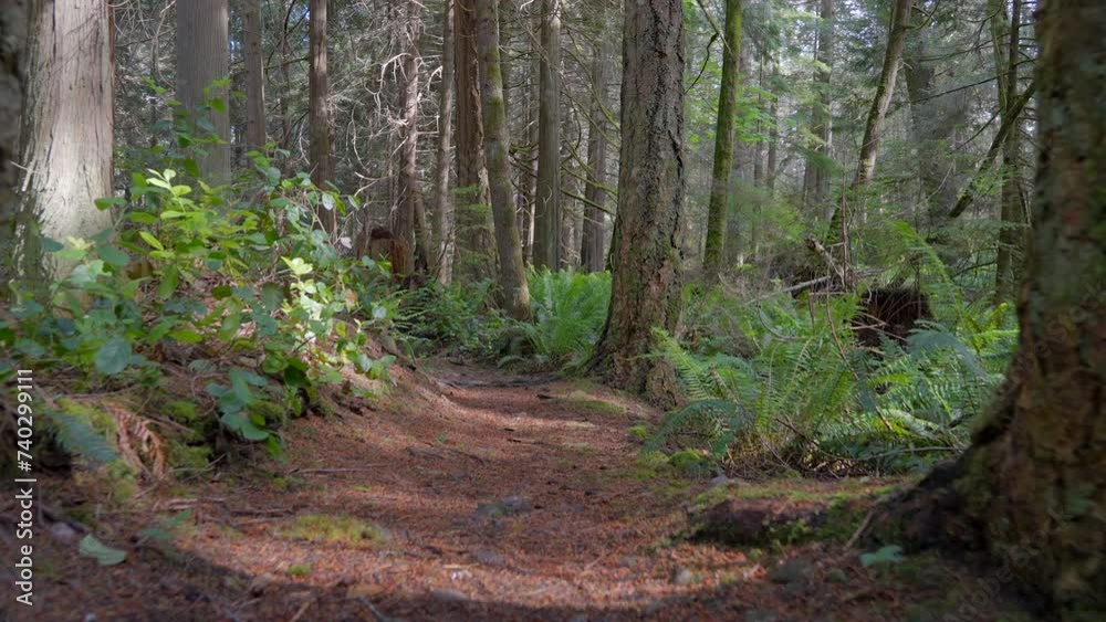 Establishing shot of trail in park in slow motion at in Vancouver, Canada, North America. Day time on Sep 2023. Still camera. ProRes 422 HQ. Establishing shot of trail in park in slow motion at in Vancouver, Canada, North America. Day time on Sep 2023. Still camera. ProRes 422 HQ.