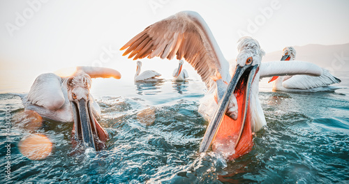pelicans fishing photo