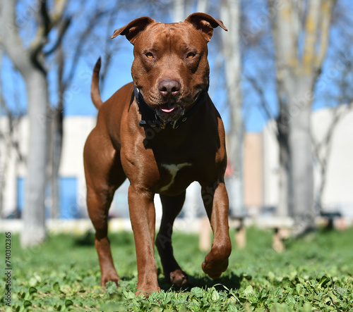 un serio perro de raza pitbull en un parque