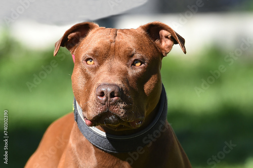 un serio perro de raza pitbull en un parque