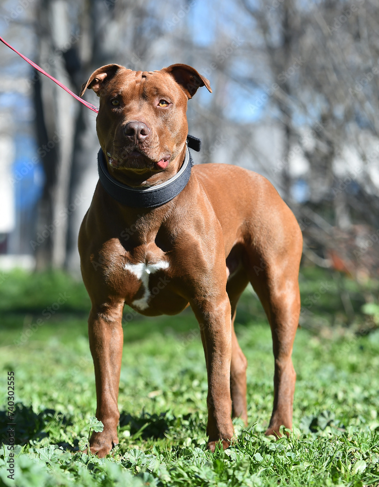 un poderoso perro de raza pitbull en un parque un poderoso perro de raza pitbull en un parque