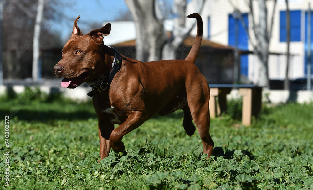 un poderoso perro de raza pitbull un poderoso perro de raza pitbull