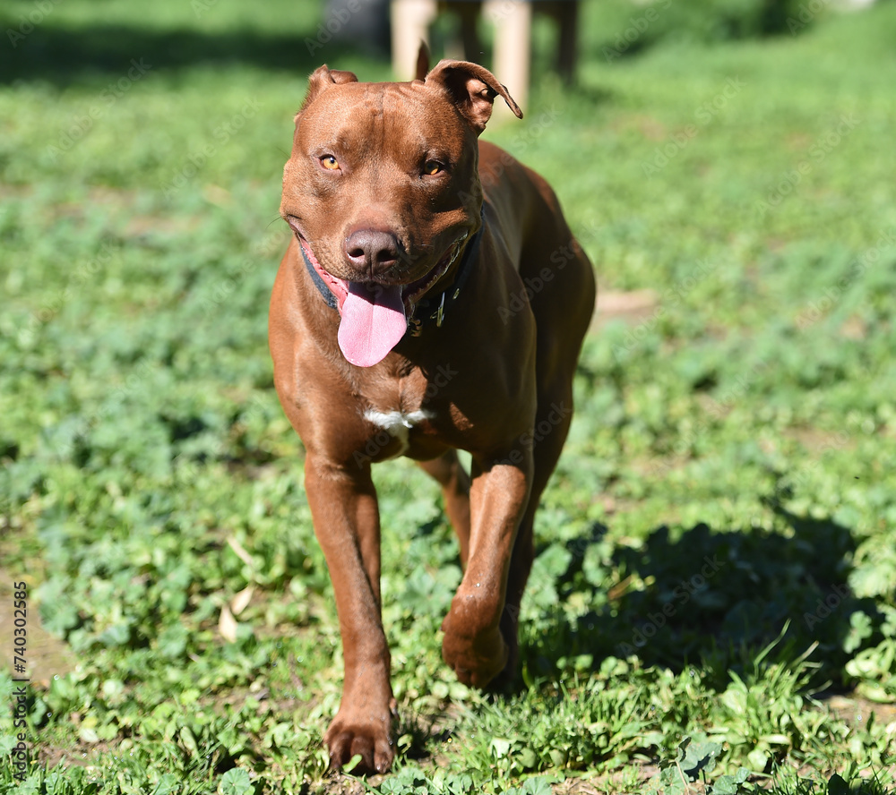 un poderoso perro de raza pitbull un poderoso perro de raza pitbull