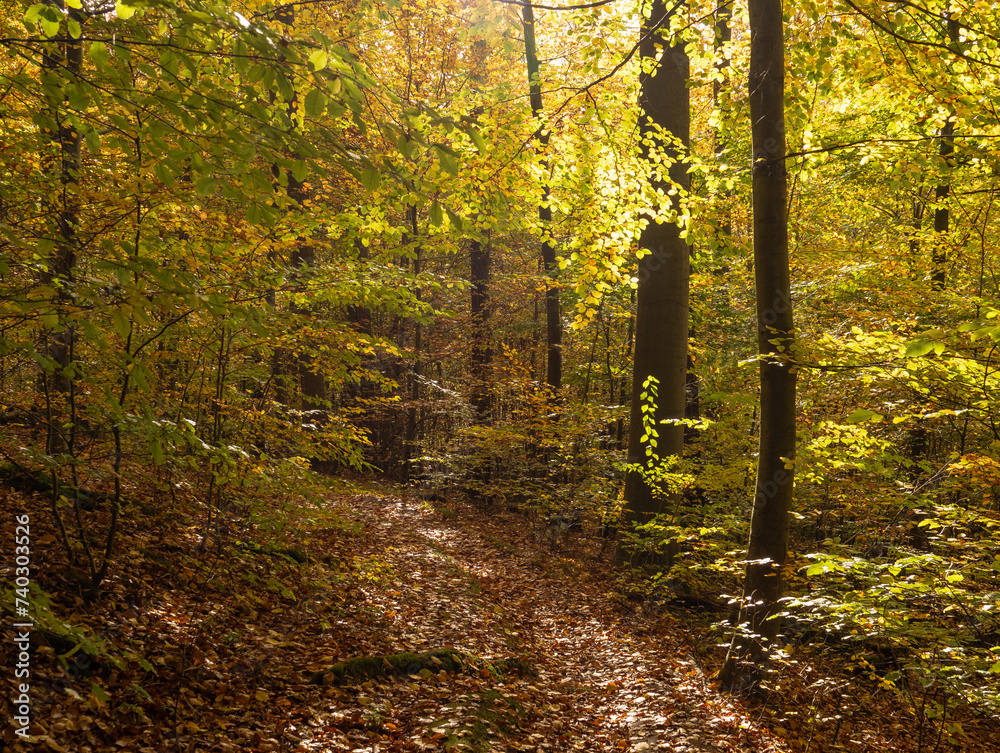 Obraz premium autumn forest in the sunshine