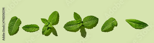 Green fresh mint on green patel background