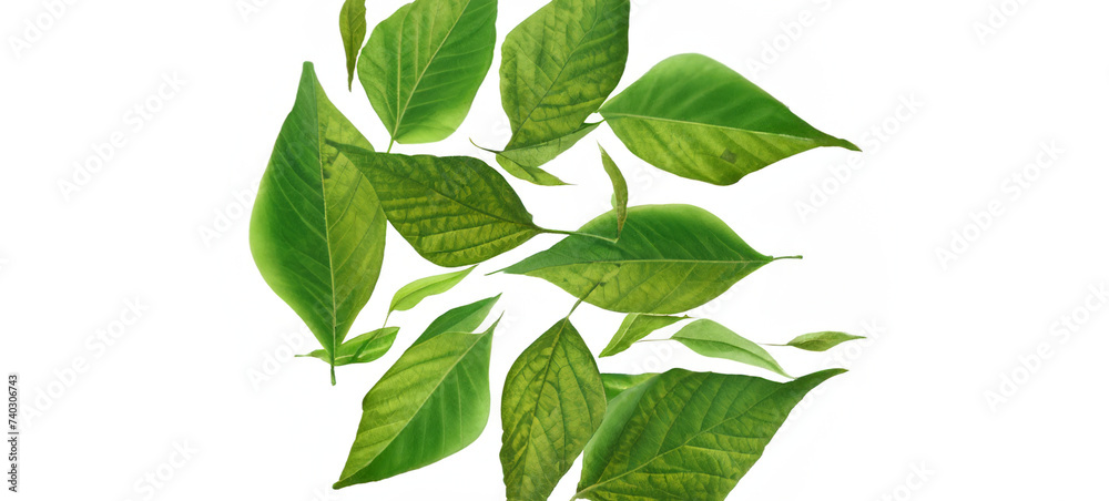 Fototapeta premium Green Detailed Fresh Healthy Leaves Isolated