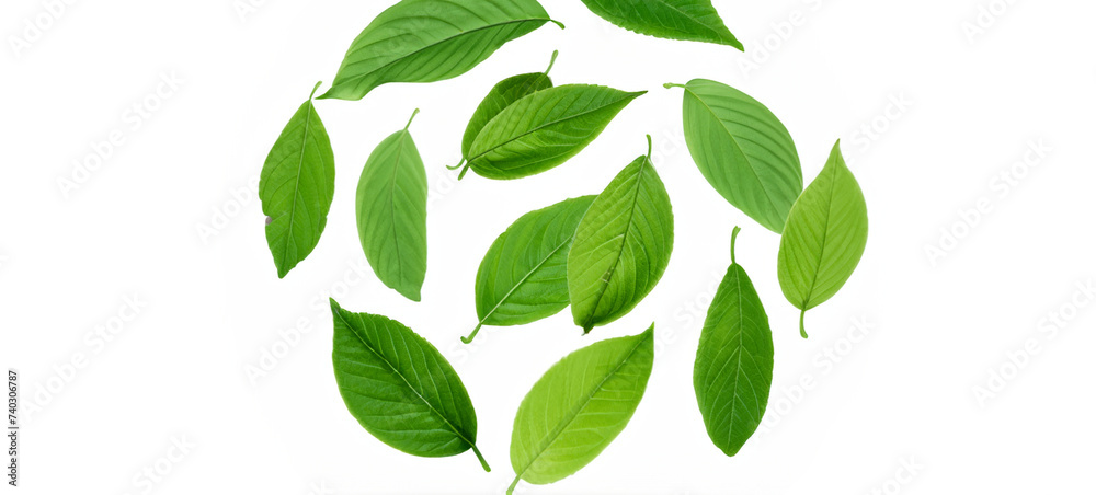 Fototapeta premium Green Detailed Fresh Healthy Leaves Isolated