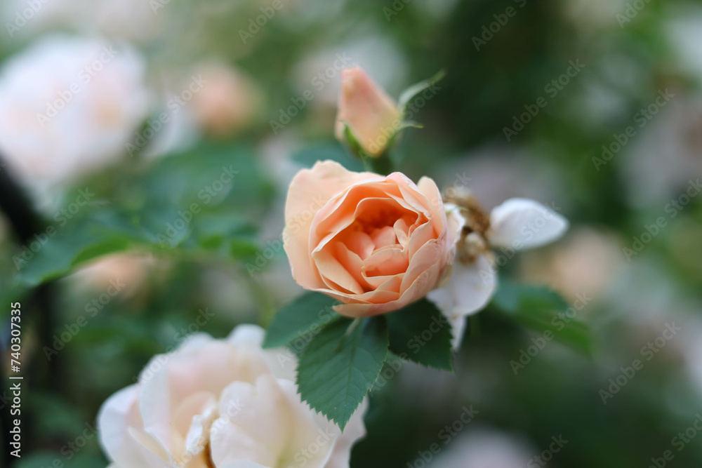 Naklejka premium orange rose in garden
