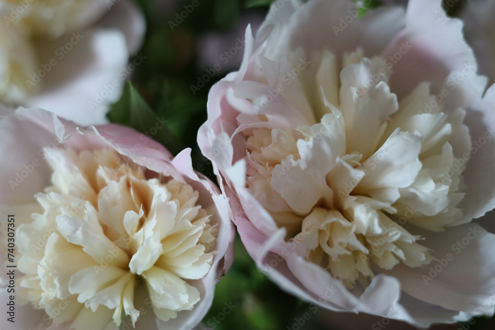 close up of peony close up of peony