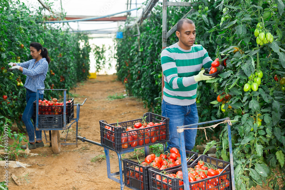 Obraz premium Focused latin american farm worker gathering crop of organic tomatoes cultivar in hothouse. Spring harvest time