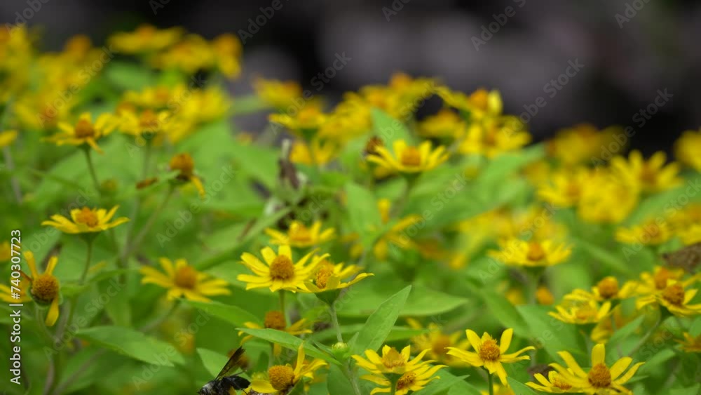 yellow flowers in the garden. Insects are pollinating a group of yellow flowers that are blooming yellow flowers in the garden. Insects are pollinating a group of yellow flowers that are blooming