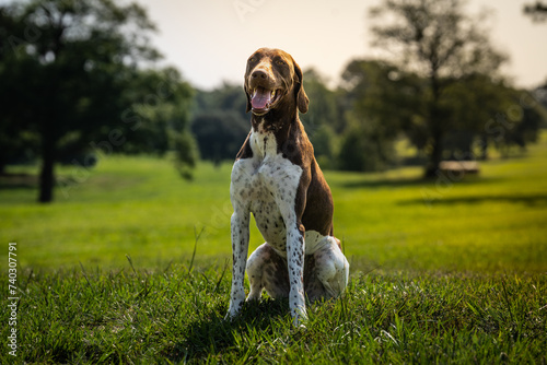 Photography Dog Portraits and dogs running and swimming