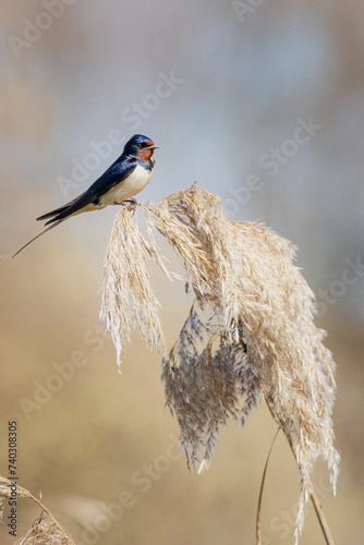 Barn Swallow resting on the field 