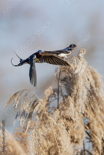 Barn Swallow playing in the field