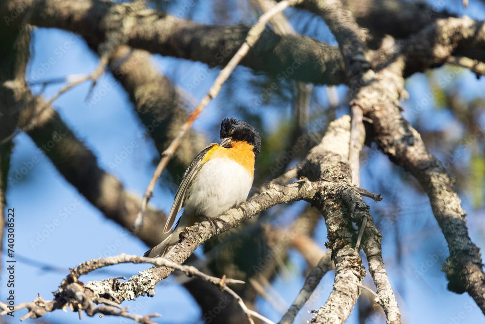 Naklejka premium A beautiful male Brambling perched and preening on a summer evening in Riisitunturi National Park, Northern Finland