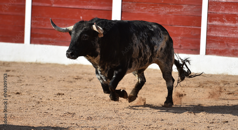 toro tipico español con grandes cuernos toro tipico español con grandes cuernos