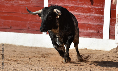 spanish bull with big horns in the bullring