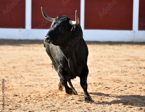 spanish bull with big horns in the bullring