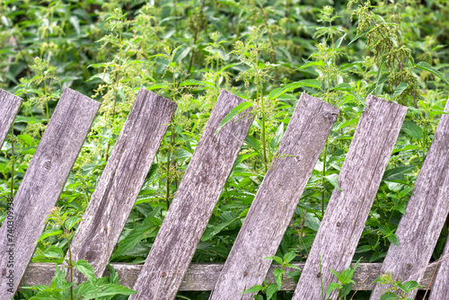 old rural wooden fence and green nettle grass in summer countryside