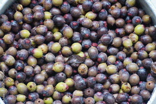 Freshly harvested palm fruits of the Oenocarpus palm in the Amazon rainforest, already removed from the umbel hanging high up on the tree. They are processed into a healthy juice.