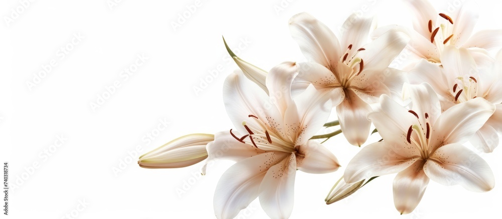 A stunning display of white lilies contrasted against a white background, showcasing the delicate petals and intricate details of this flowering plant through macro photography