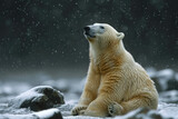 osos polares son muy bonitos y tiernos