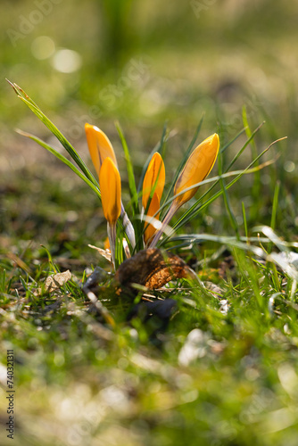 Yellow crocuses in the grass