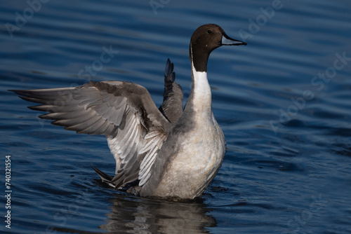 Northern Pintail Duck Male Wings Up Finishing a Bath