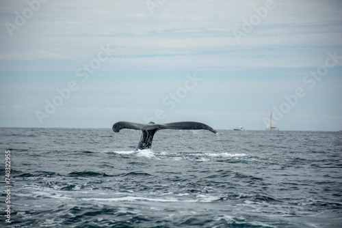 Photograph of a humpback whale jumping in the sea off Cabo San Lucas  Baja California  Mexico.