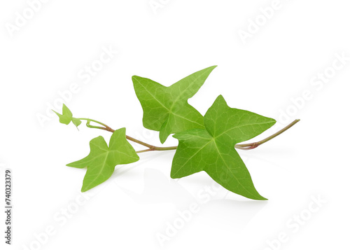 Green ivy branch isolated on white background. Floral design elements.