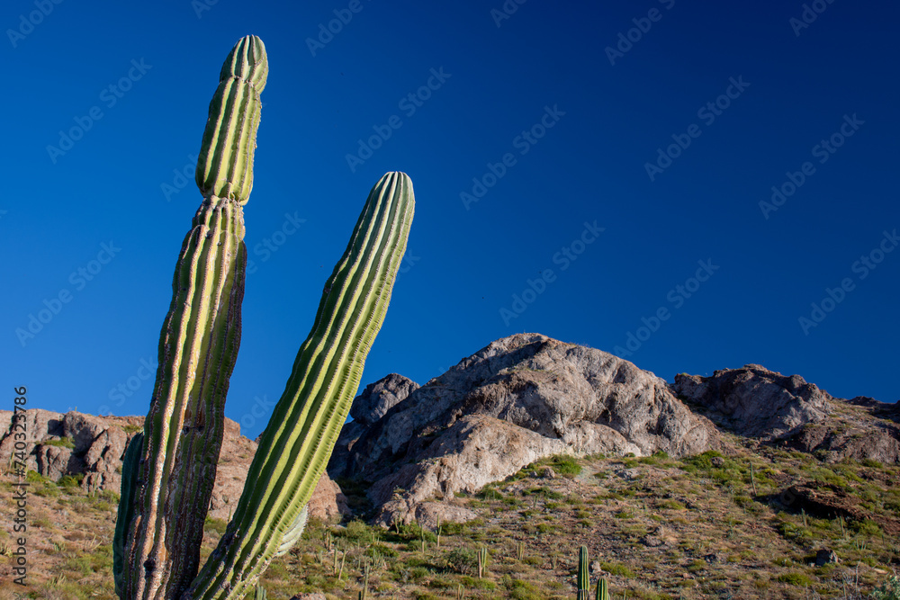 Stunning view of the mexican desert in Baja California, near Cabo san Lucas. Desert with big saguaros. Stunning view of the mexican desert in Baja California, near Cabo san Lucas. Desert with big saguaros.