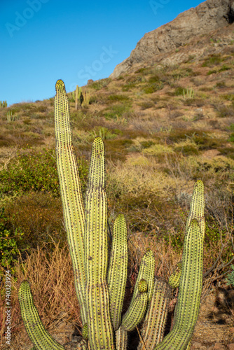 Stunning view of the mexican desert in Baja California, near Cabo san Lucas. Desert with big saguaros.