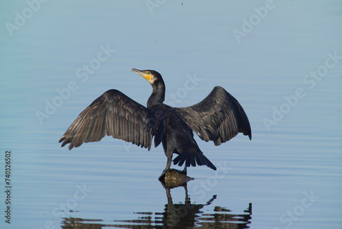 Cormorano (Phalacrocorax carbo). Grand Cormoran. Laguna di Casaraccio. Stintino, Sardegna, Italia