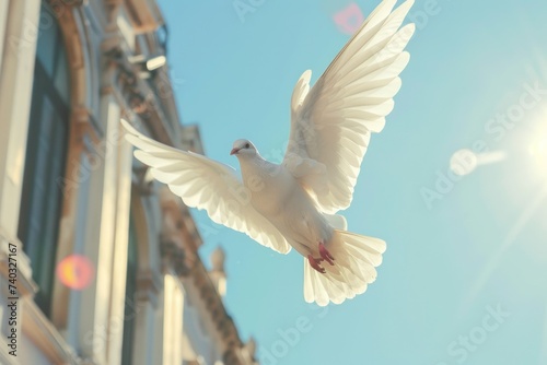 White dove in flight clear sky background